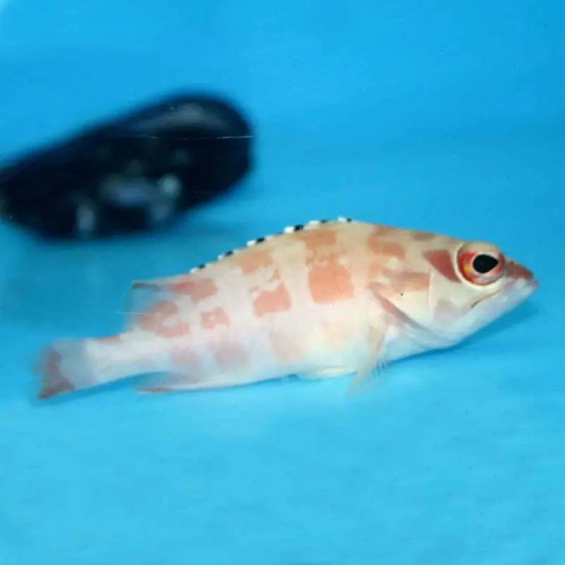 Blacktip Grouper - Epinephelus fasciatus