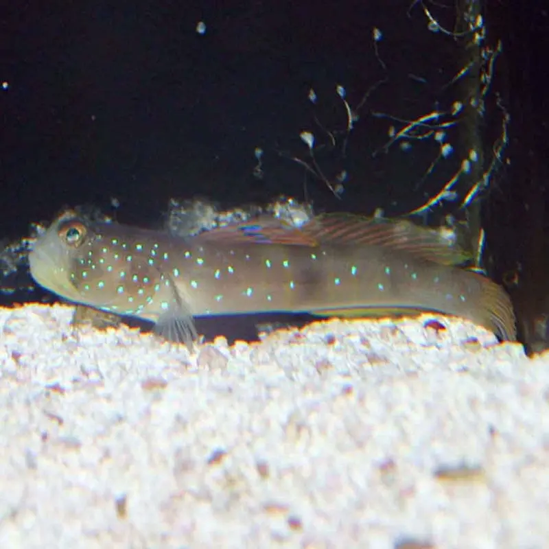 Blue Spot Watchman Goby - Cryptocentrus pavonioides - XLarge