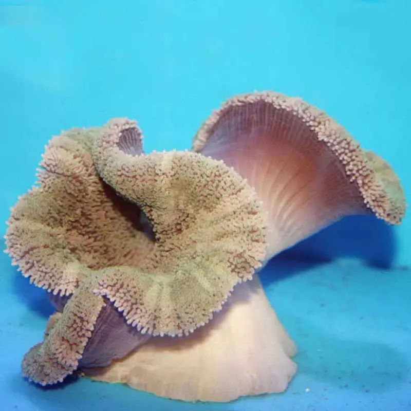Carpet Anemone - Stichodactyla sp. - XLarge