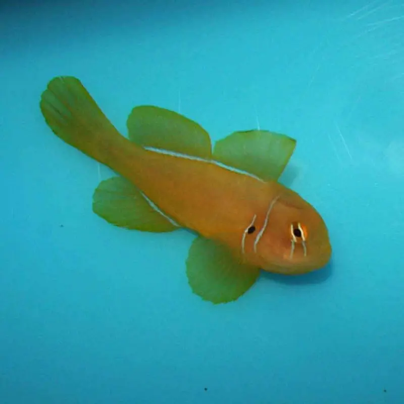 Citron Goby - Gobiodon citrinus - Medium