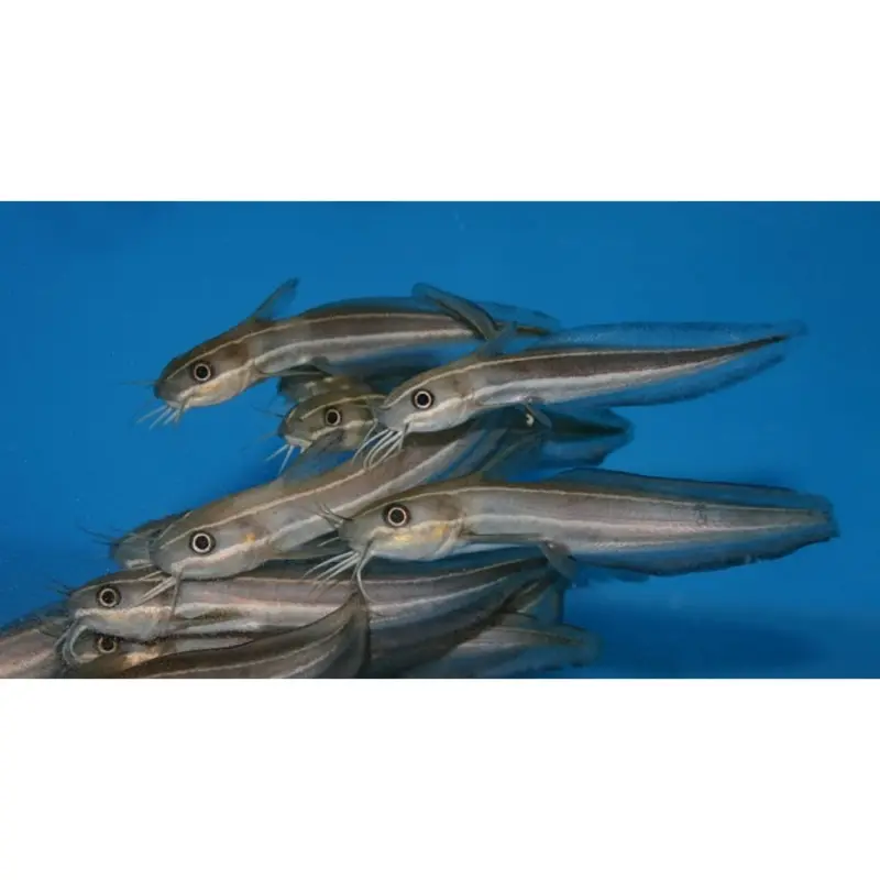 Coral Catfish - Plotosus lineatus - Small