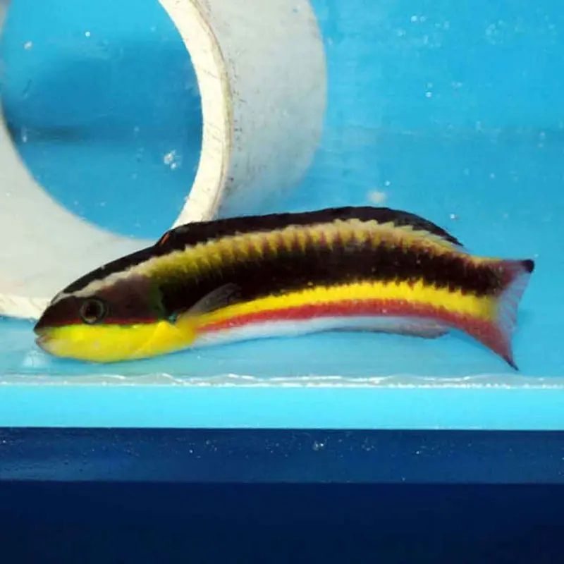 Cortez Rainbow Wrasse - Thalassoma lucasanum - Juvenile