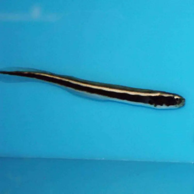 Engineer Goby - Pholidichthys leucotaenia - Small Juvenile