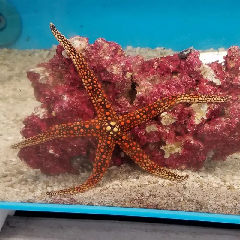 Friant's Starfish - Nardoa frianti