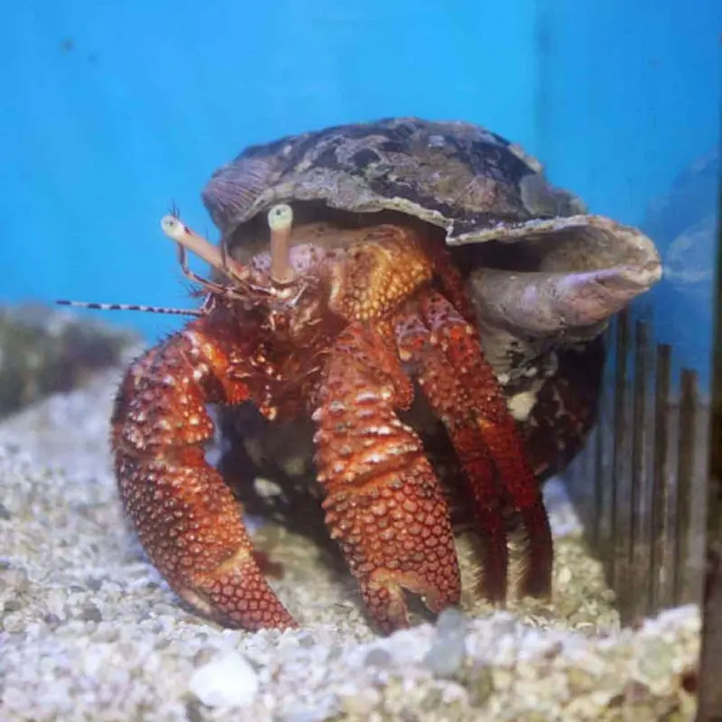 Giant Hermit Crab - Petrochirus diogenes - XLarge