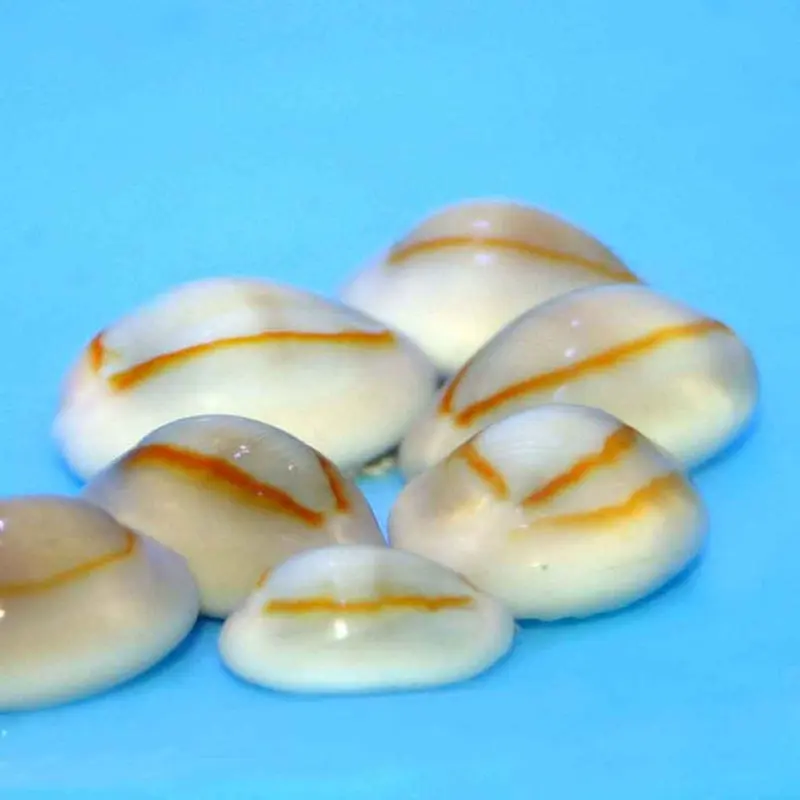 Gold Ring Money Cowrie Snail - Monetaria annulus