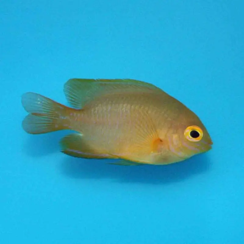 Lemon Damsel - Pomacentrus moluccensis - CB