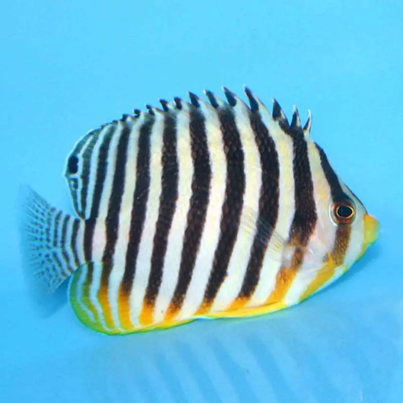 Many-banded Angel - Centropyge multifasciata