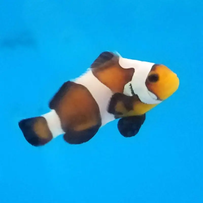Mocha Gladiator Ocellaris Clownfish - Amphiprion ocellaris - CB