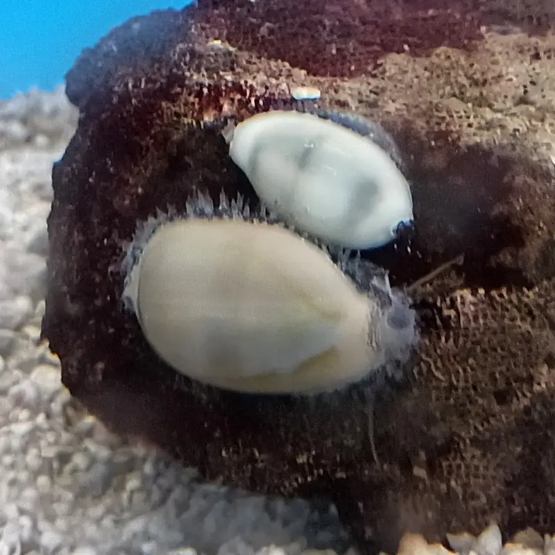 Money Cowrie Snail - Cypraea moneta