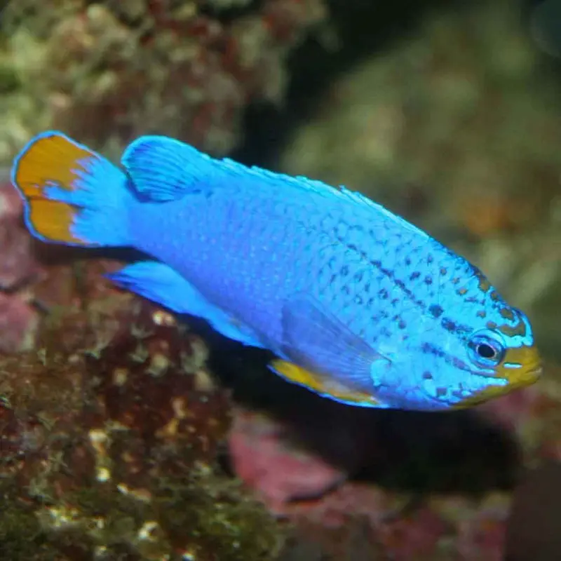Orange-tail Blue Devil Damsel - Chrysiptera cyanea