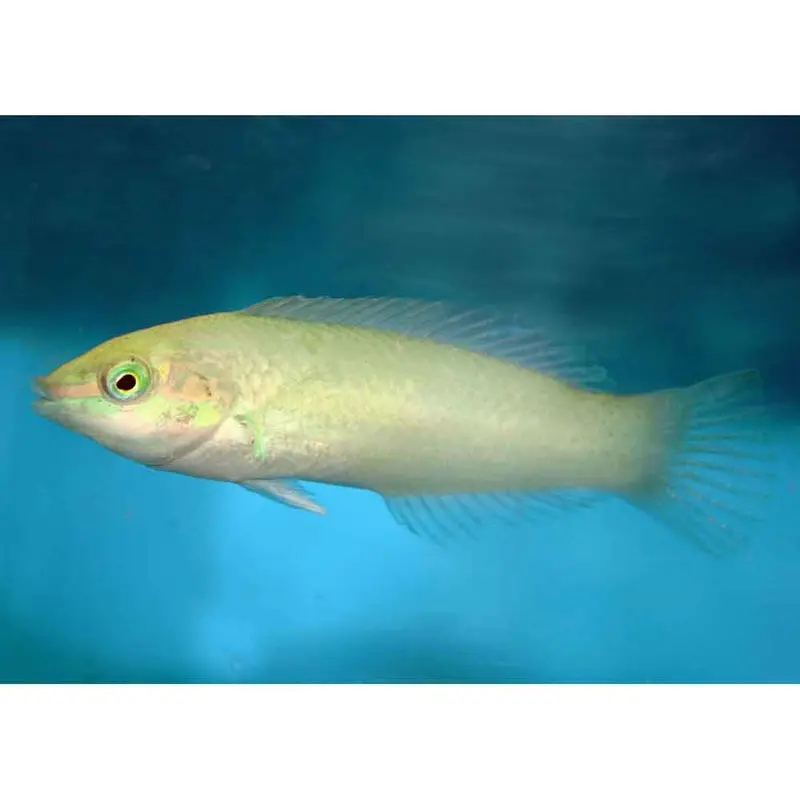 Pastel Green Wrasse - Halichoeres chloropterus - Sm/Med