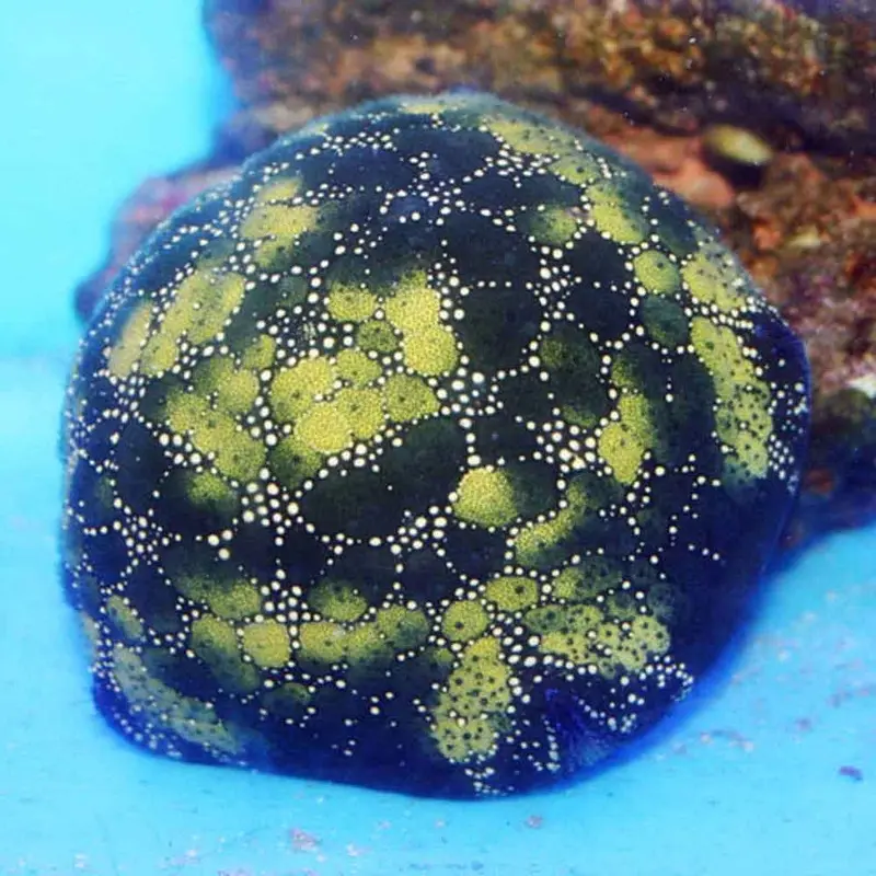 Pin Cushion Starfish - Culcita sp.