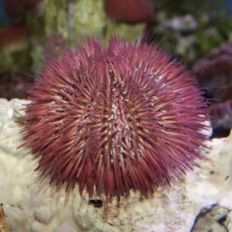 Pink Pin Cushion Urchin - Lytechinus variegatus - Large