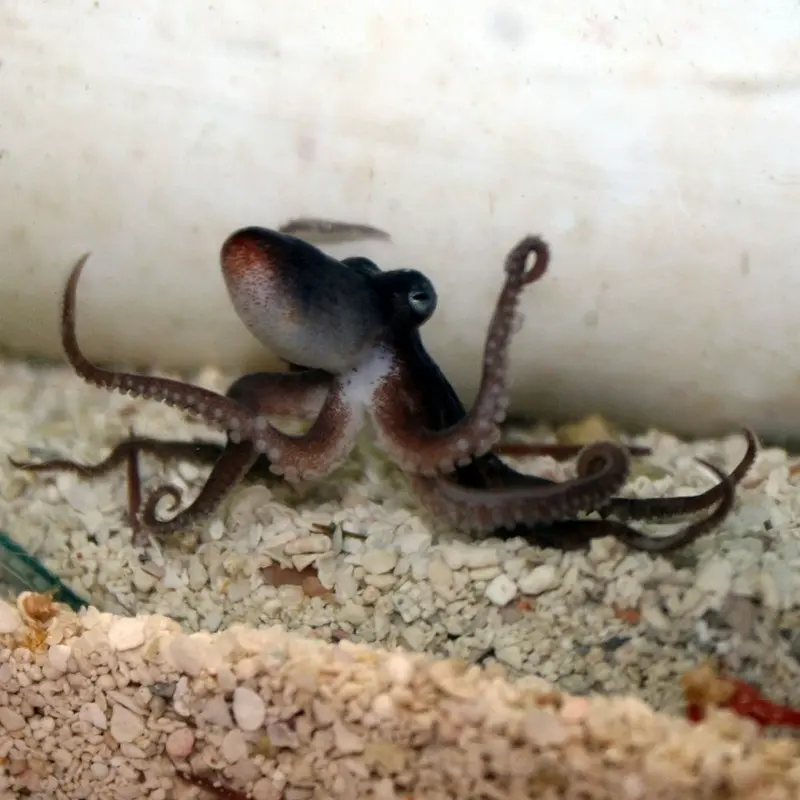 Pygmy Octopus - Octopus sp.