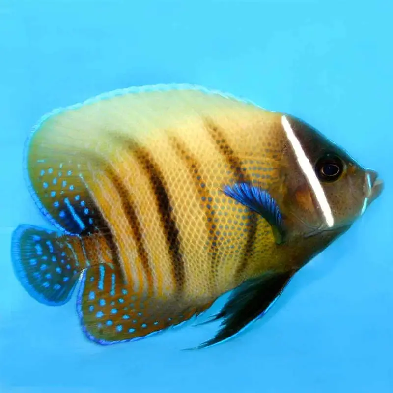Six Bar Angel - Pomacanthus sexstriatus - Adult