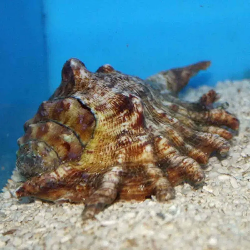 Spider Conch Snail - Lambis lambis - Large
