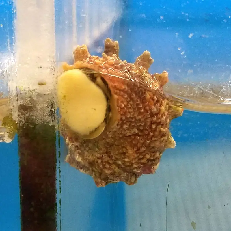 Spurred Turban Snail - Astralium sp.