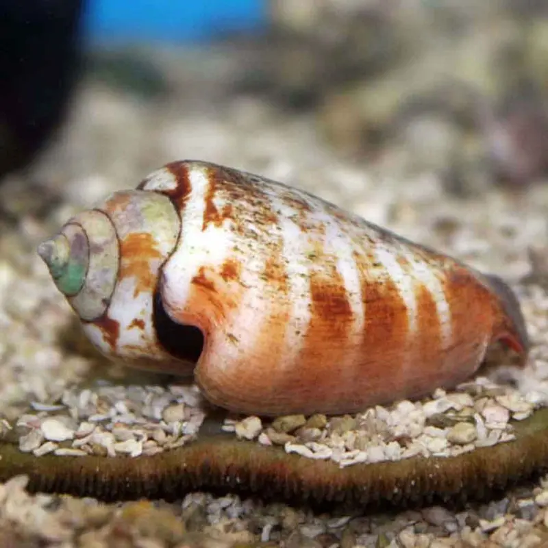 Strawberry Conch Snail - Strombus luhuanus
