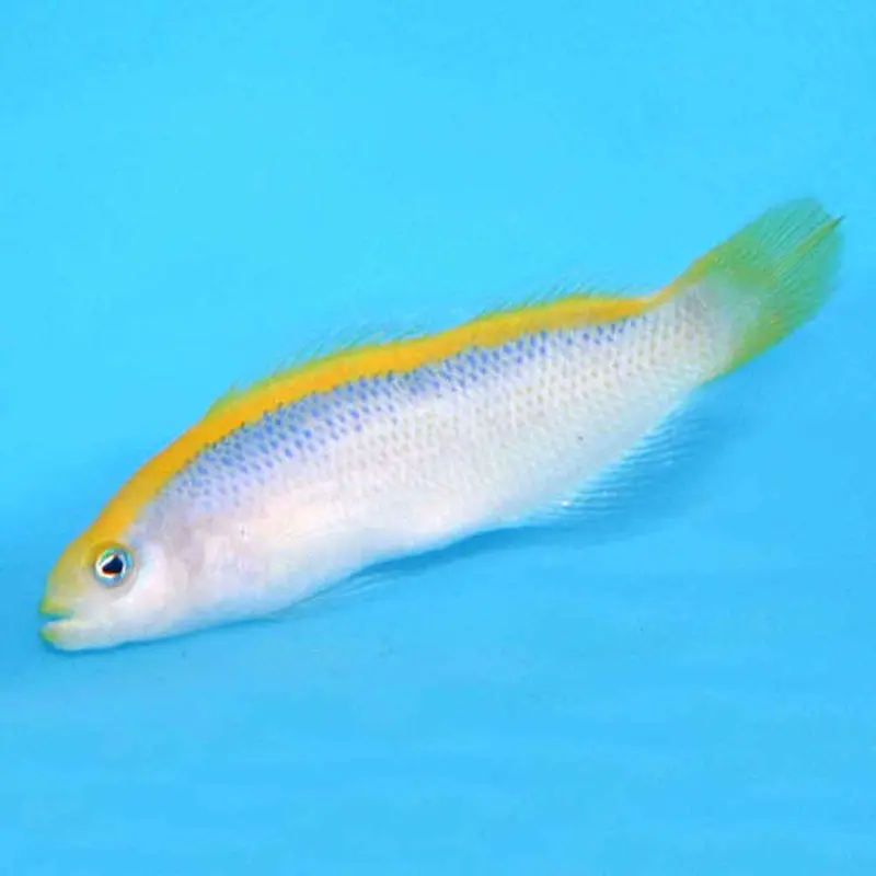 Sunrise Dottyback - Pseudochromis flavivertex - CB