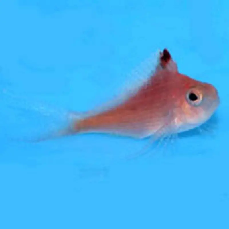 Swallowtail Hawkfish - Cyprinocirrhites polyactis - Small