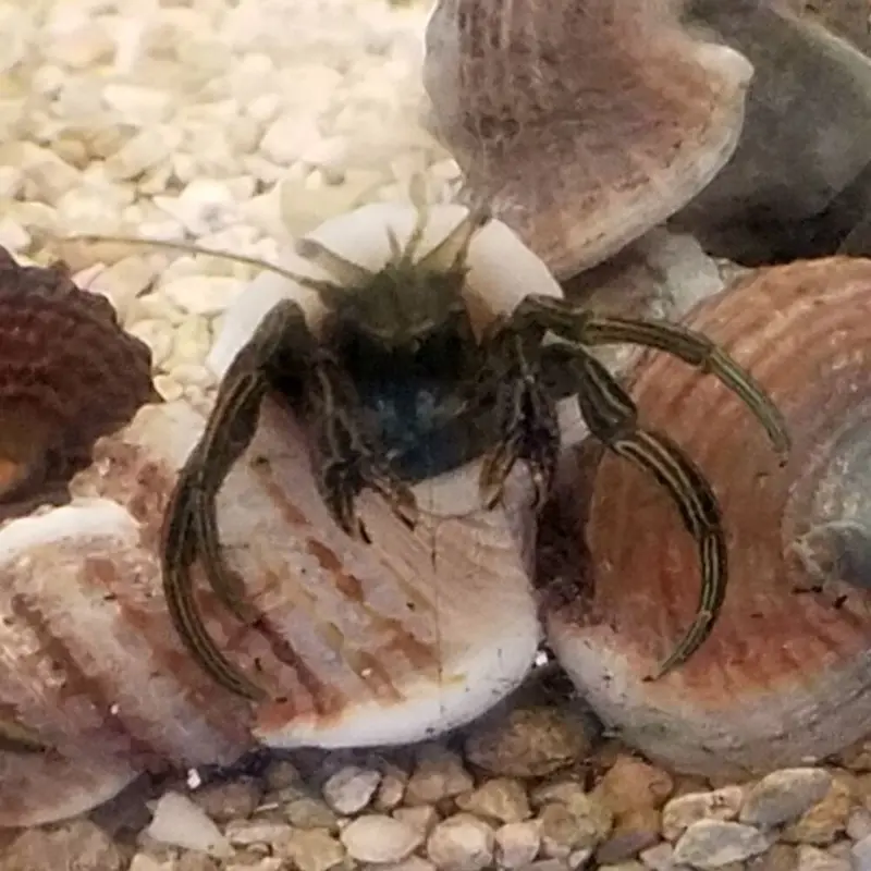 Thinstripe Hermit Crab - Clibanarius vittatus