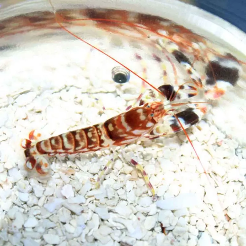 Tiger Pistol Shrimp - Alpheus bellulus - Large