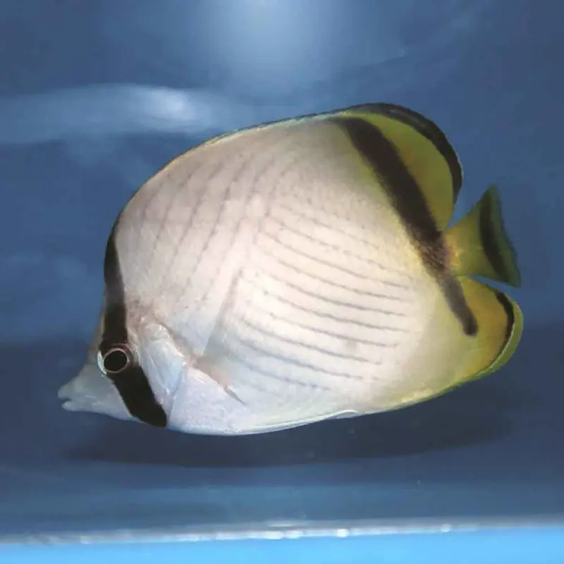 Vagabond Butterfly - Chaetodon vagabundus - Small