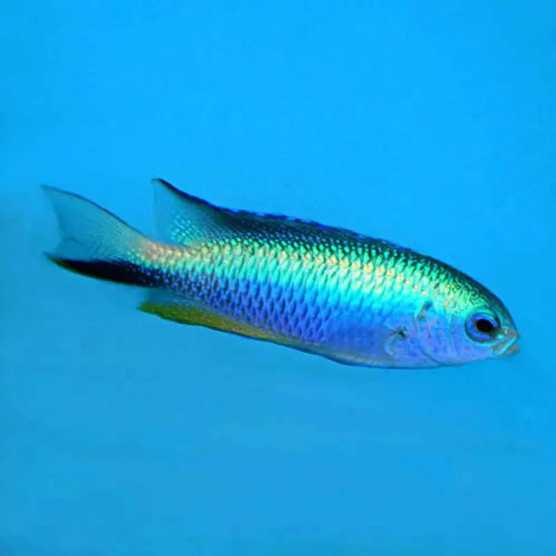 Allen's Damsel - Pomacentrus alleni