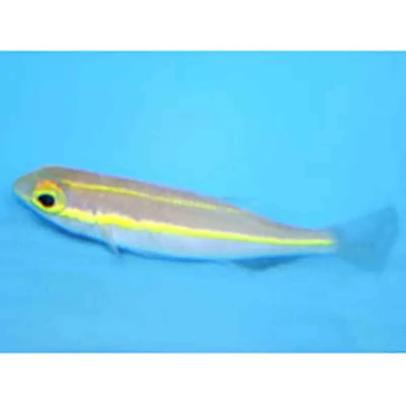 Banana Fish - Pentapodus emeryii