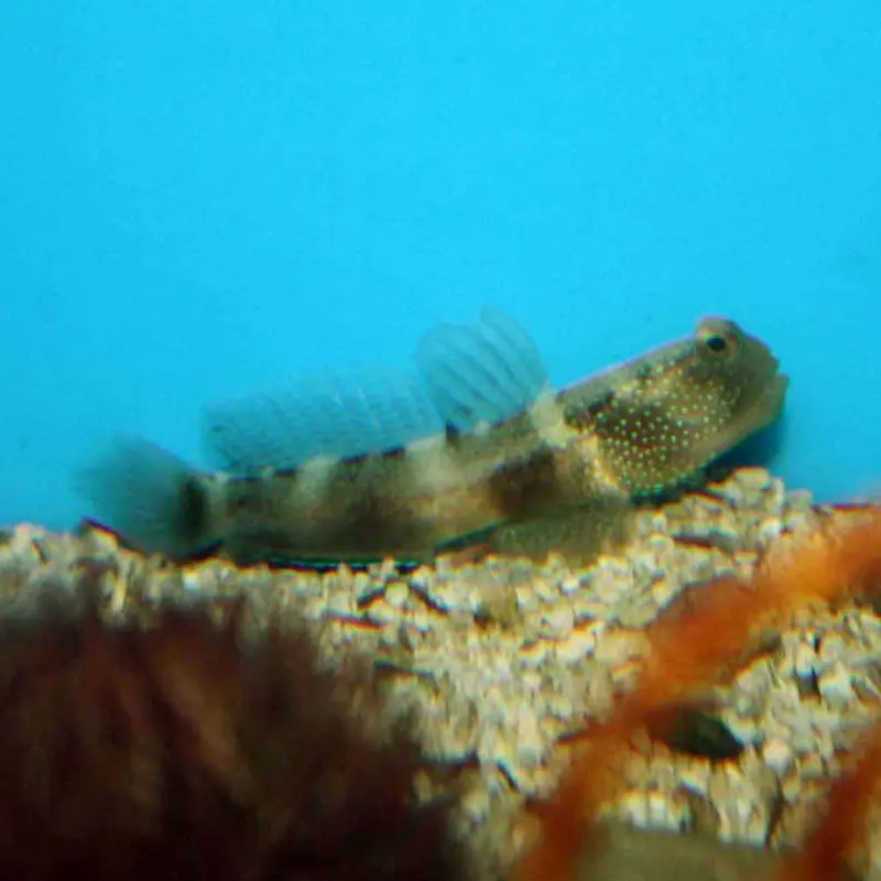 Barred Shrimpgoby - Cryptocentrus fasciatus - Large