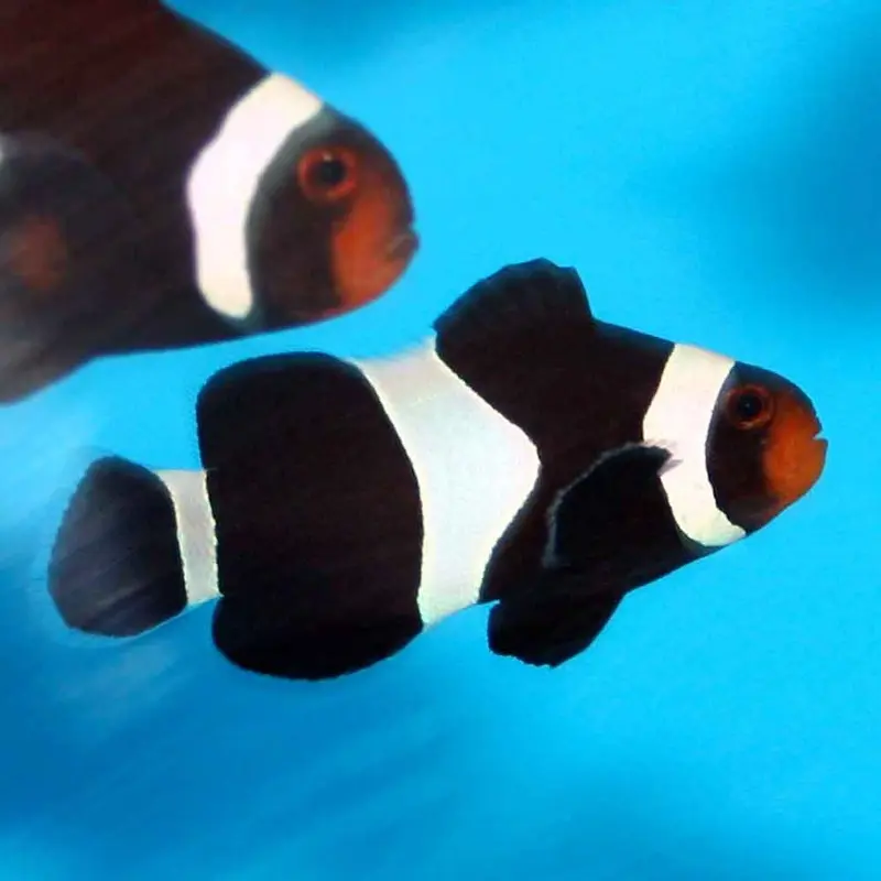 Black Ocellaris Clownfish - Amphiprion ocellaris - CB