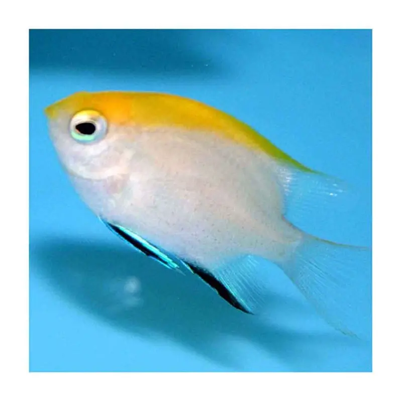 Blue Fin Damsel - Neoglyphidodon melas - Small Juvenile