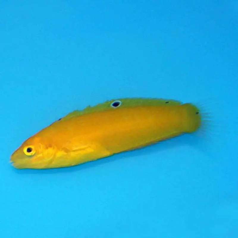 Canary Wrasse - Halichoeres chrysus - Small