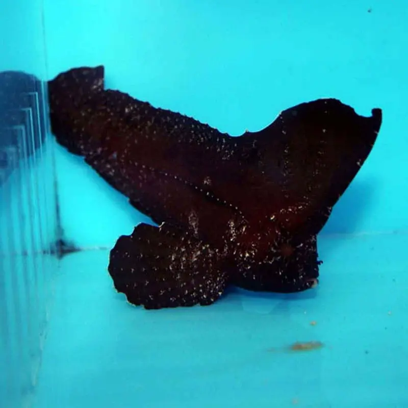 Cockatoo Waspfish - Ablabys sp.