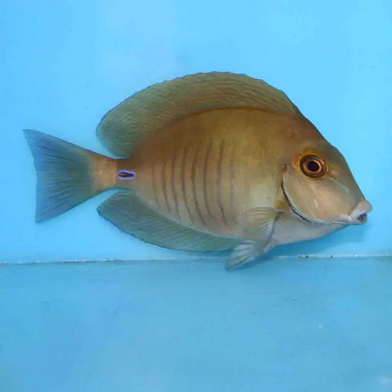 Doctorfish - Acanthurus chirurgus - Medium