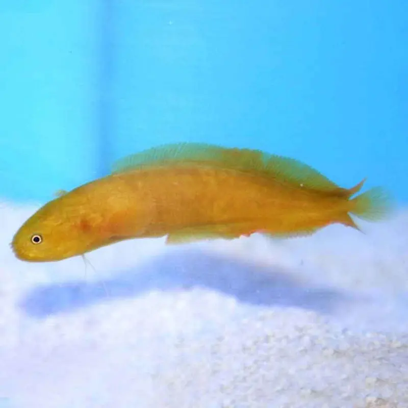 Dusky Brotulina - Diancistrus fuscus