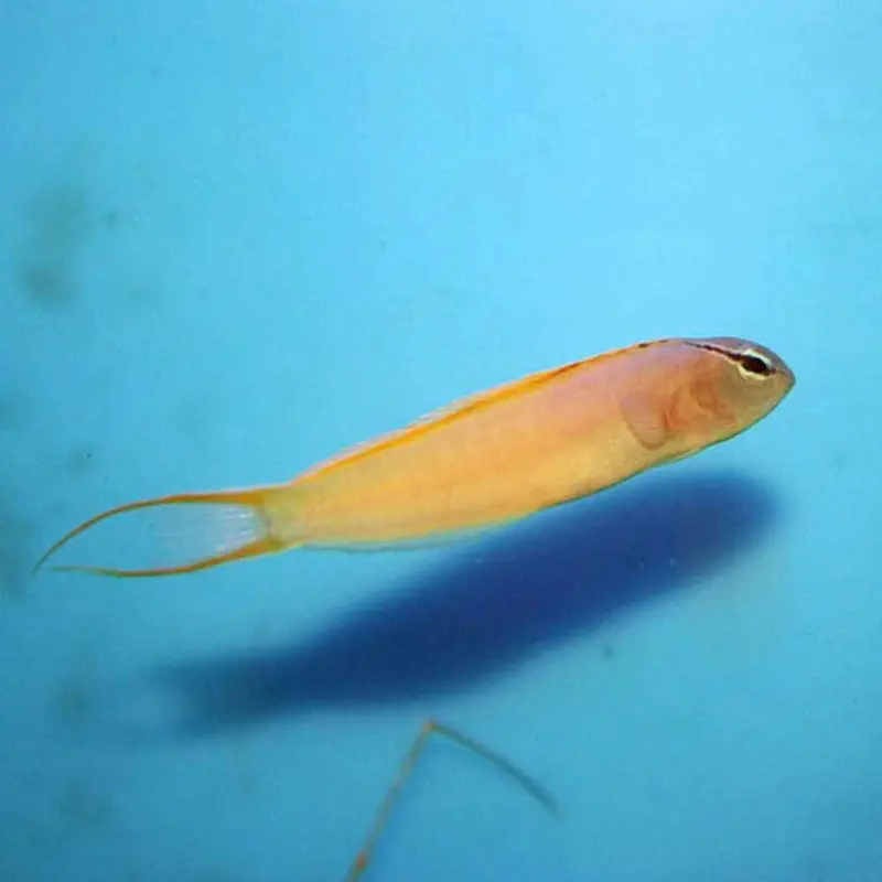 Forktail Blenny - Meiacanthus atrodorsalis