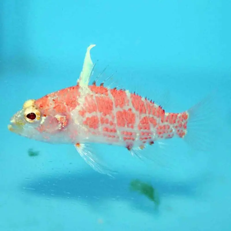 Geometric Flame Basslet - Plectranthias inermis