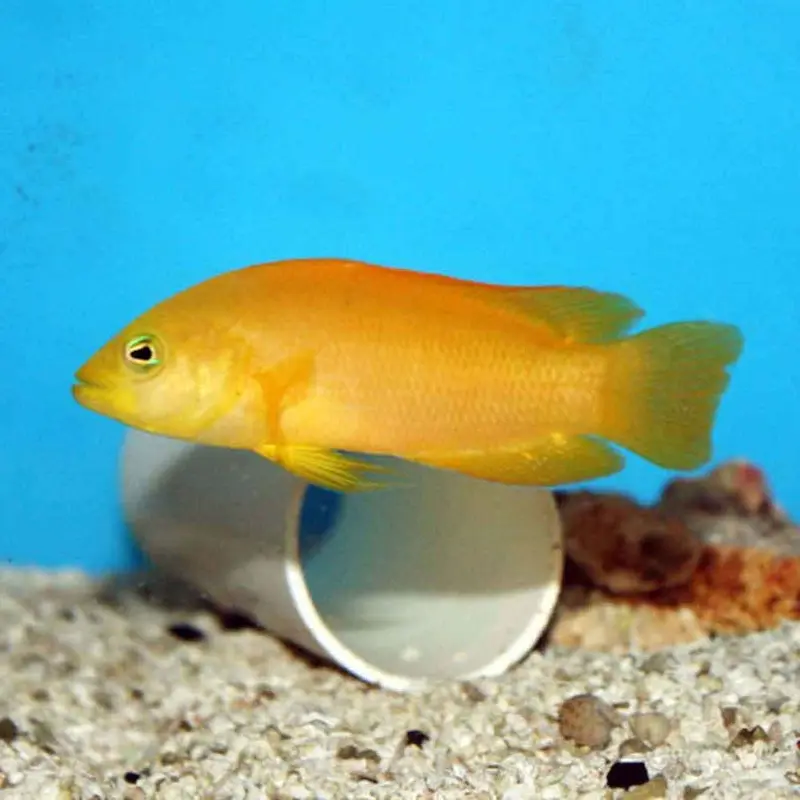 Golden Dottyback - Pseudochromis fuscus