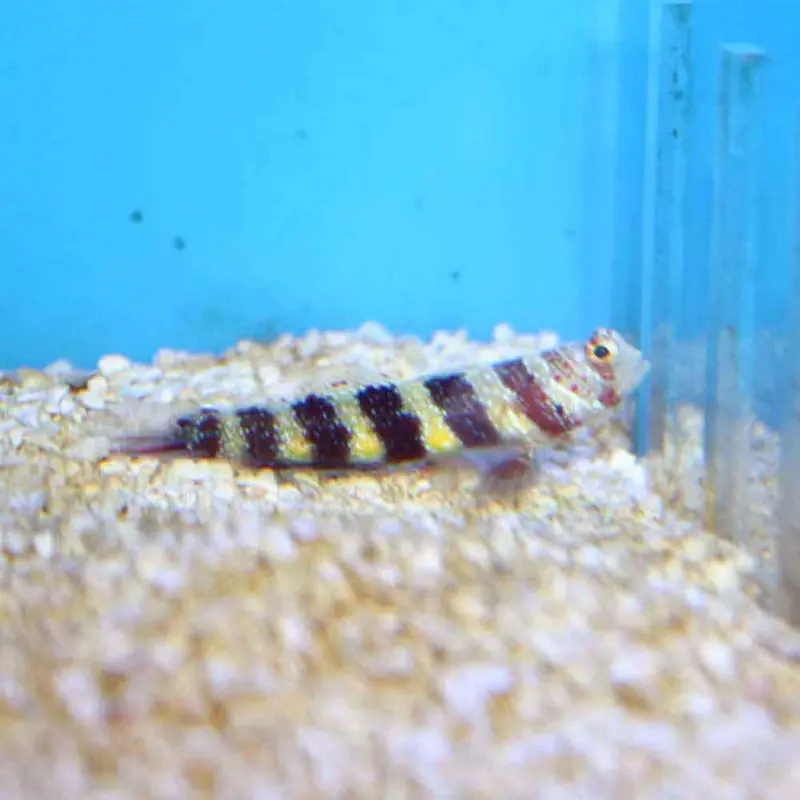 Gorgeous Shrimpgoby - Amblyeleotris wheeleri
