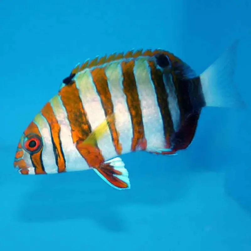 Harlequin Tuskfish - Choerodon fasciatus - Medium Adult