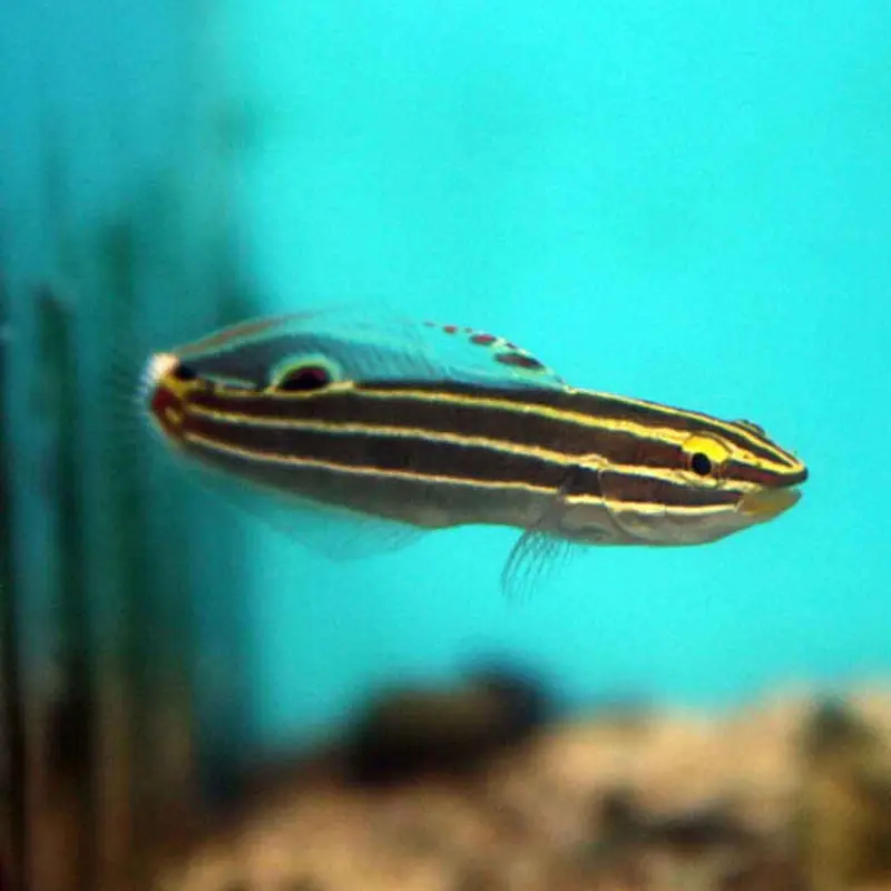 Hector's Goby - Koumansetta hectori