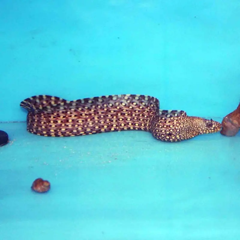 Jewel Moray Eel - Muraena lentiginosa - Medium/Large