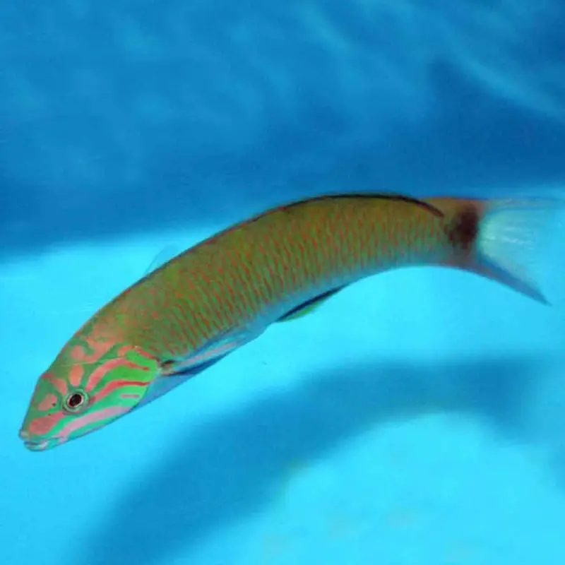 Lunar Wrasse - Thalassoma lunare - Small