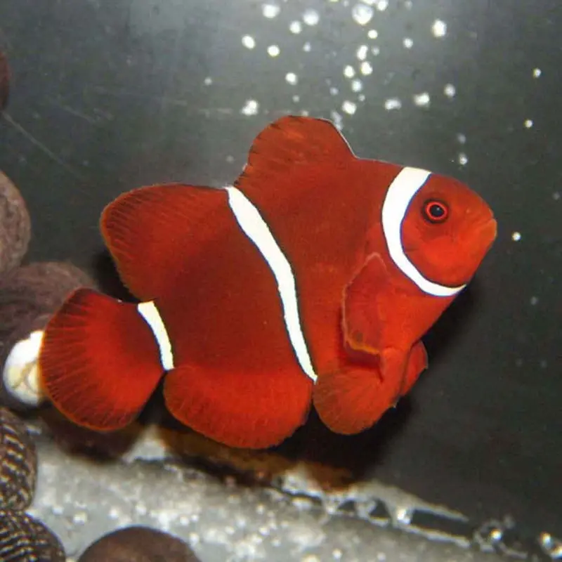 Maroon Clownfish - Premnas biaculeatus - Small CB