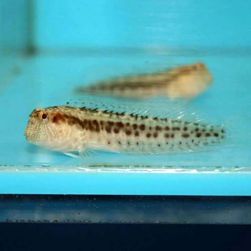 Molly Miller Blenny - Scartella cristata