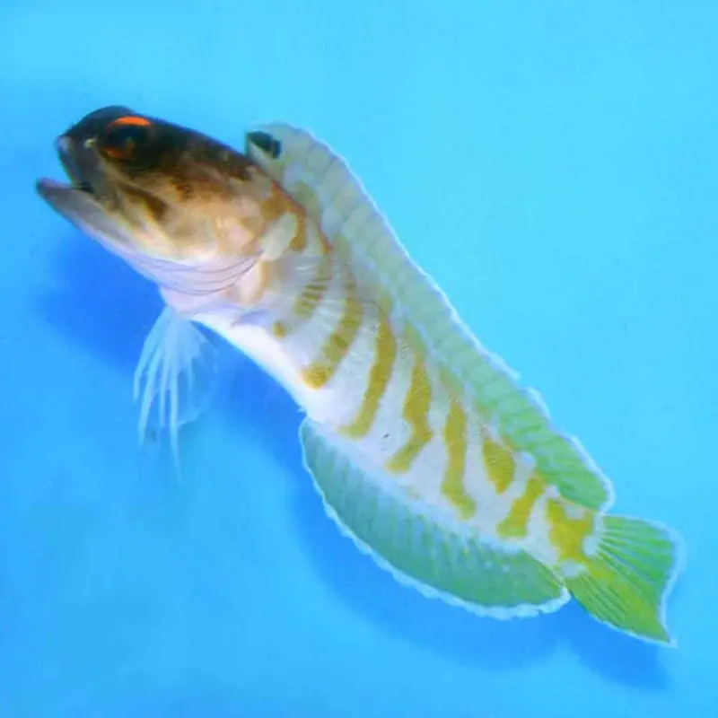 Moustache Jawfish - Opistognathus sp.
