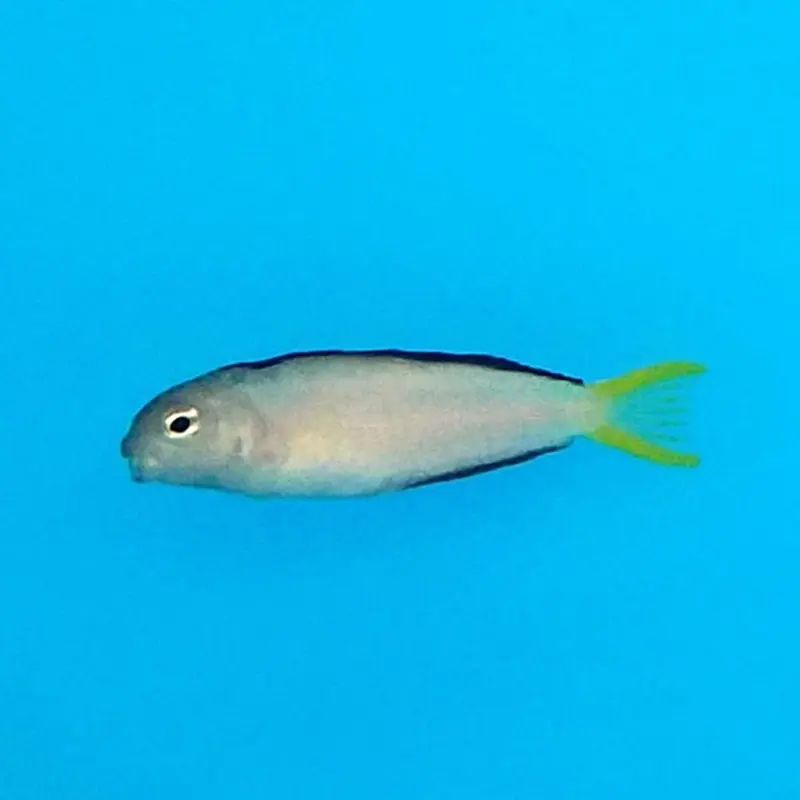 Mozambique Blenny - Meiacanthus mossambicus - CB