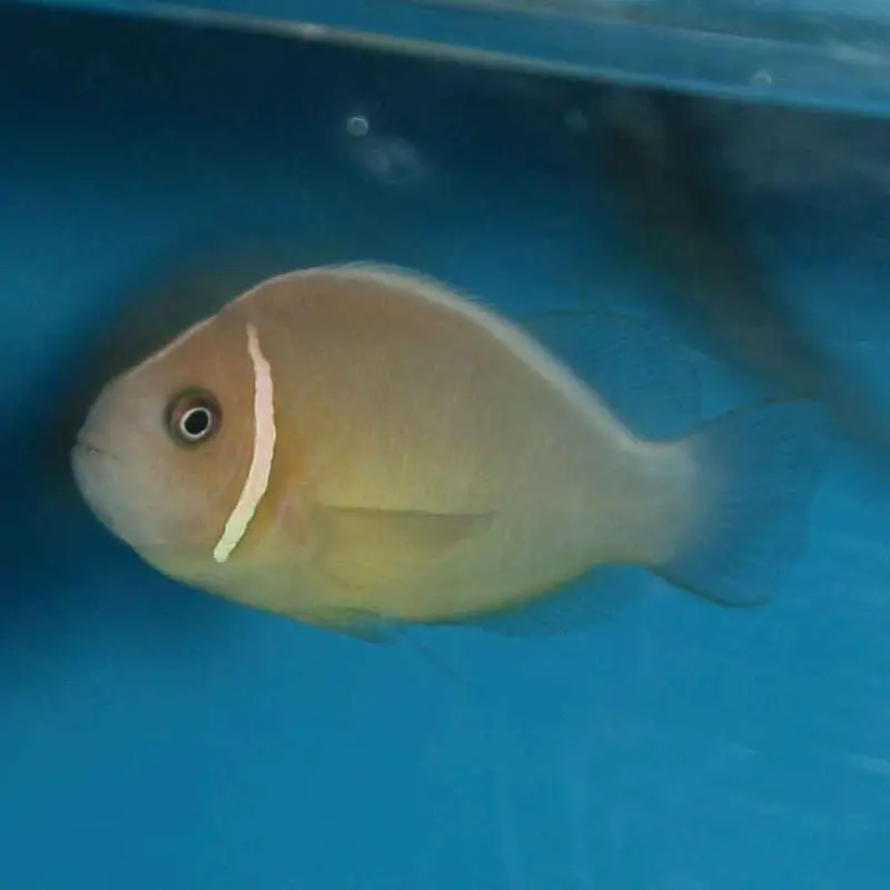 Pink Skunk Clownfish - Amphiprion perideraion - CB